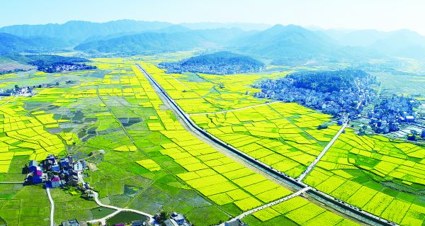 油菜花開的茶陵秩堂鎮(zhèn)風(fēng)景如畫（資料圖）。 張湘東 攝