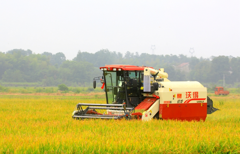 早稻收割忙，農(nóng)機(jī)來(lái)助力。常德市鼎城區(qū)融媒體中心供圖
