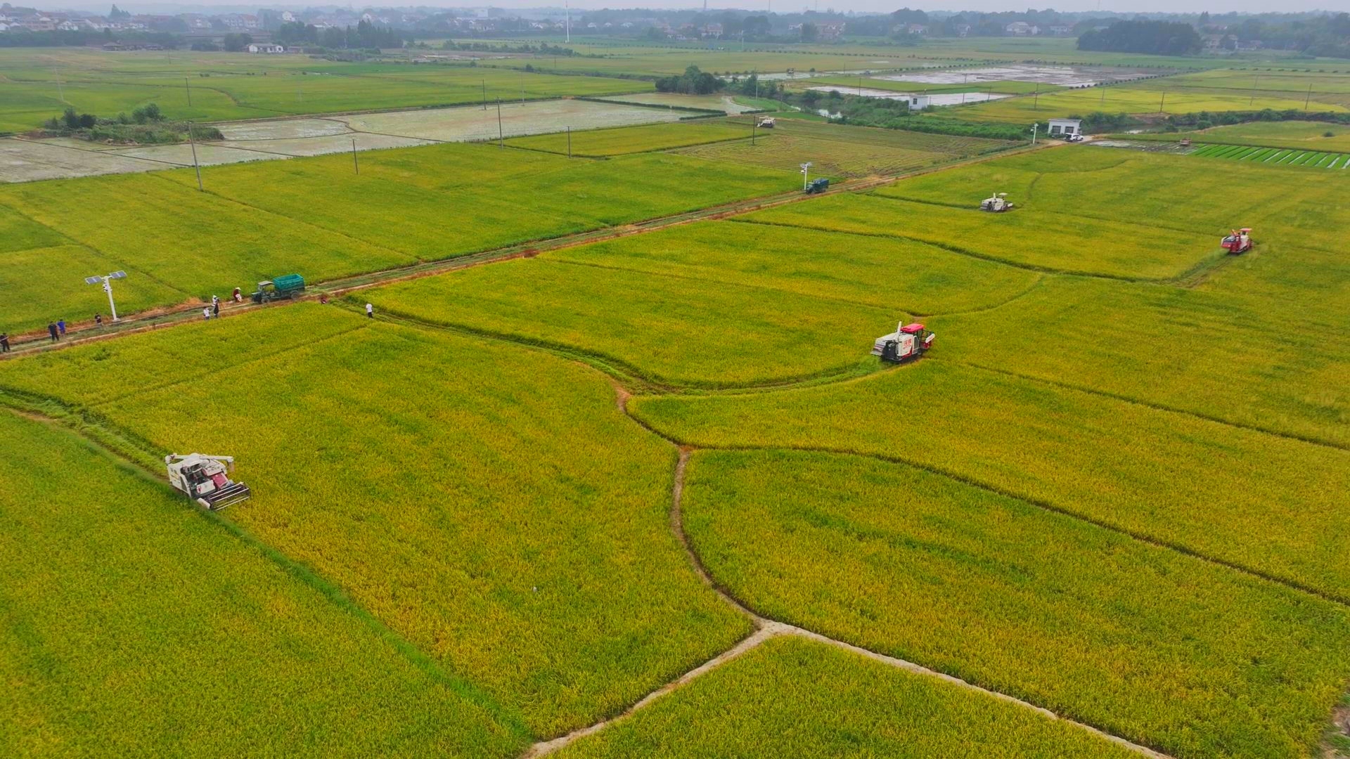 數(shù)臺(tái)收割機(jī)同時(shí)作業(yè)。常德市鼎城區(qū)融媒體中心供圖